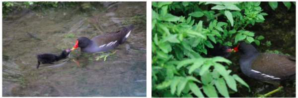 Gallinule poule-d'eau et son poussin